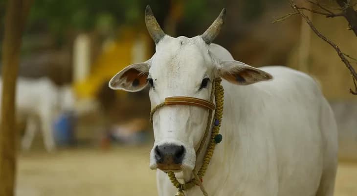 সিতাইয়ে অ্যানথ্রাক্স সংক্রমণ নিশ্চিত, আজ শুরু গবাদি পশুর রিং টিকাকরণ