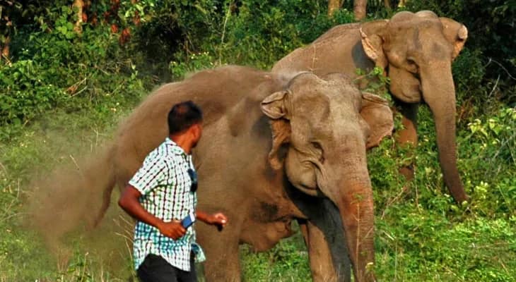 হাতির ছবি তুলতে গিয়ে বিপদ বাড়ছে: প্রধান মুখ্য বনপাল