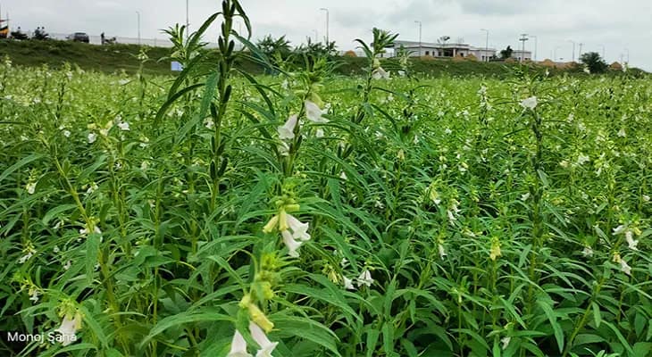 বৃষ্টিতে বীরভূমে তিল চাষে ব্যাপক ক্ষতি