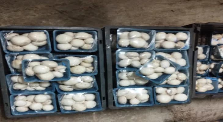 উলুবেড়িয়ার গ্রামে মাশরুম চাষ দিশা দেখাচ্ছে কৃষকদের