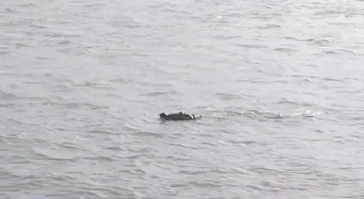পূর্ব বর্ধমানের কালনা শহর সংলগ্ন ভাগীরথী নদীতে দেখা মিলল কুমিরের, আতঙ্ক