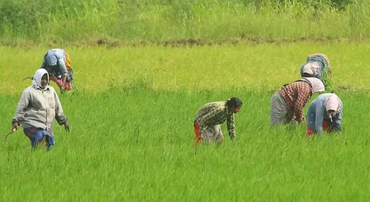 খরিফ শস্যের নূন্যতম সহায়ক মূল্য বৃদ্ধি করল কেন্দ্রীয় সরকার