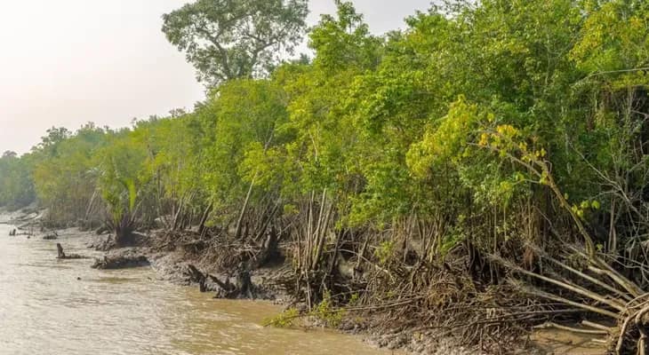 বিশ্বব্যাঙ্ক সায় দিলেও কেন্দ্র চুপ, দুর্যোগ মোকাবিলায় ‘সুন্দরবন প্রকল্পে’ বঞ্চনা!