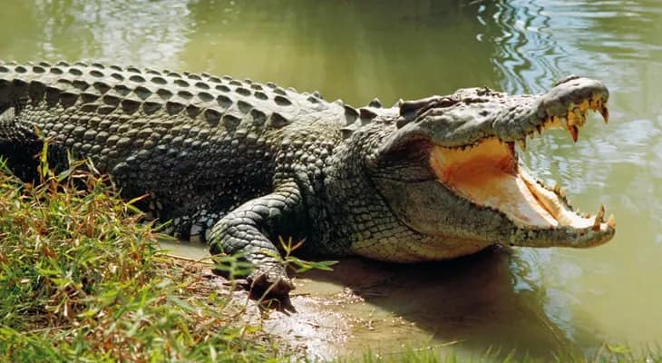 কুমির-আতঙ্ক এবার শান্তিপুরে