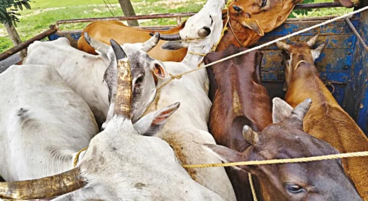 বাংলাদেশে গোরু পাচারে কারবারিদের নয়া রুট তারাপীঠ, রামপুরহাটে অভিযান