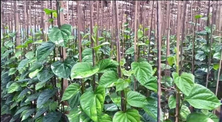 পান চাষিদের সর্বোচ্চ সুবিধা দিতে কমিটি গঠনের পরিকল্পনা