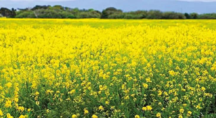 ভারতে হলুদ বিপ্লব