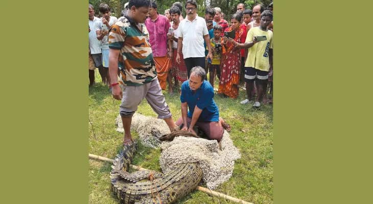 আমবাগানে কুমির, উদ্ধার ৪০টি ডিমও