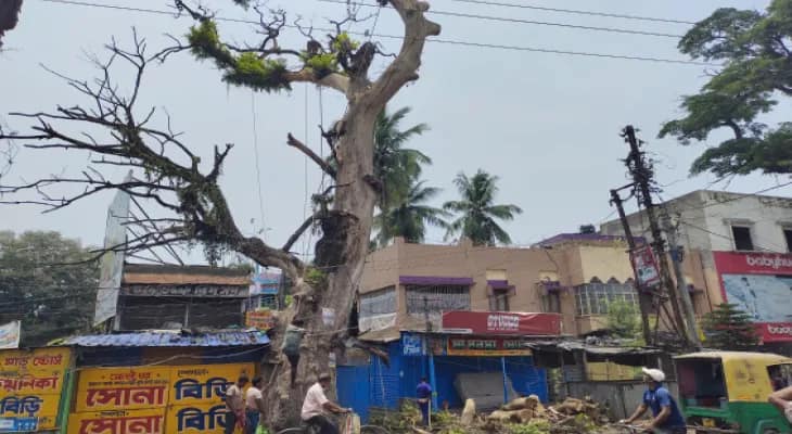 বনগাঁয় যশোর রোডের ধারে থাকা মৃত গাছ কাটা শুরু হল