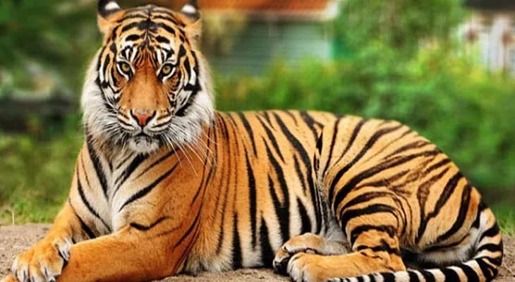 ফের মৈপীঠে বাঘ! আতঙ্কে বাসিন্দারা