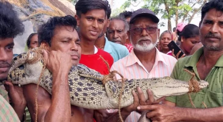 বাঘ ফিরল জঙ্গলে, পুকুর থেকে কুমির উদ্ধার করে ছাড়া হল খালে