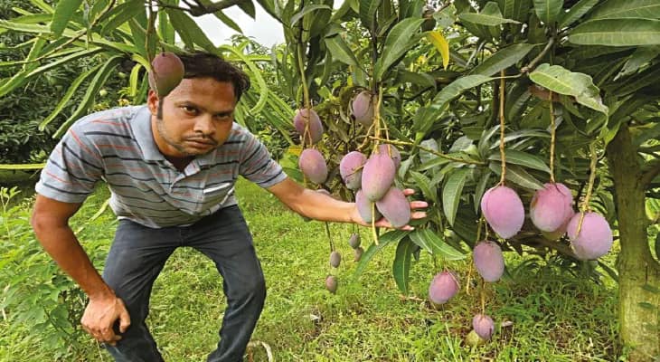 মিয়াজাকি আম চাষ করে লাখপতি ইঞ্জিনিয়ার নিত্যানন্দ