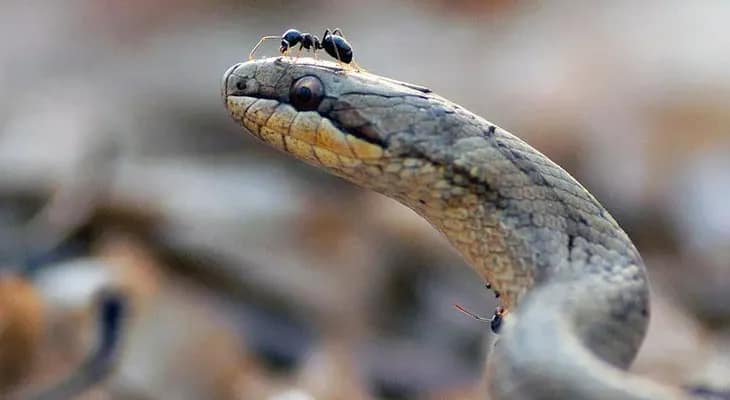 সাপে কাটা যুবককে উদ্ধার করে হাসপাতালে ভর্তি করল বালক