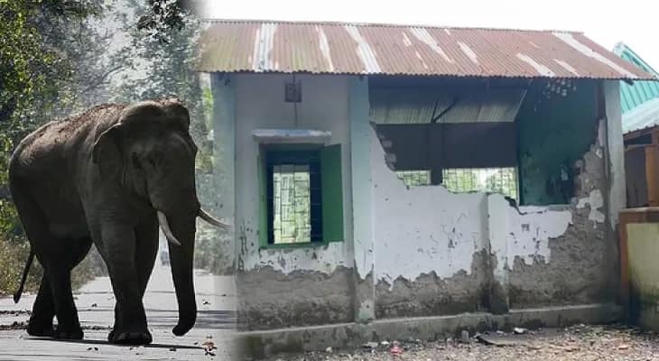 আলিপুরদুয়ারে অঙ্গনওয়াড়ি কেন্দ্রের দেওয়াল ভেঙে গজ বাহিনীর হানা! সাবাড় চাল, ডাল, সবজি