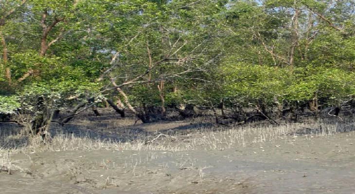 ১০০ দিনের কাজের টাকায় ম্যানগ্রোভ বসিয়ে উপকূল রক্ষার নিদান কেন্দ্রের