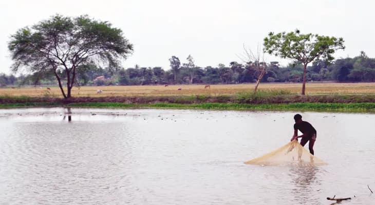 ক্যানিংয়ে ধানের জমিই এখন ভেড়ি  বাড়তি আয়ের তাগিদে চলছে মাছ চাষ