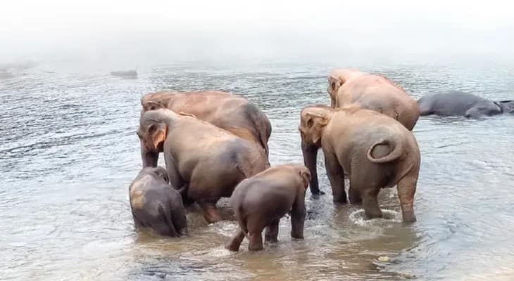 ঐরাবতের গ্রামে