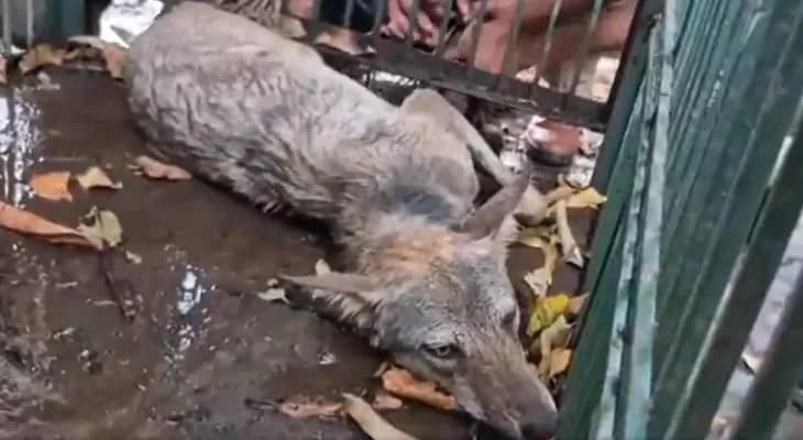 উত্তরপ্রদেশের বাহারাইচের মহসী গ্রামে বনদপ্তরের পাতা ফাঁদে ধরা পড়ল নেকড়ে