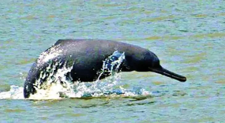 গাঙ্গেয় ডলফিন ঘিরে পর্যটনশিল্প গড়ে উঠছে কাটোয়ায়