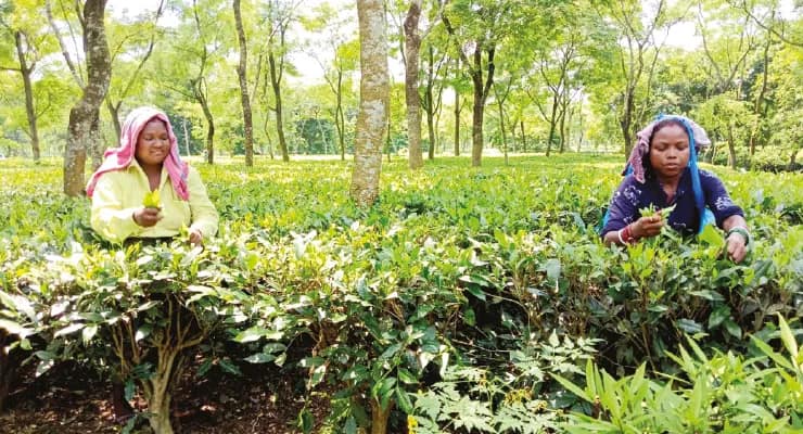 গত বছরের তুলনায় এবার মে মাসে ডুয়ার্সে চা পাতার উৎপাদন বাড়ল ১৯ লক্ষ কেজি