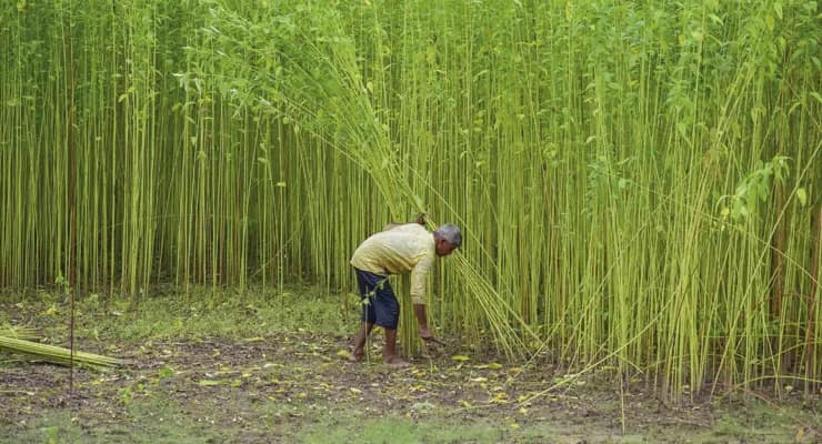 বৃষ্টি নেই, ভূগর্ভের জলও কমেছে, চিন্তায় পাট চাষিরা