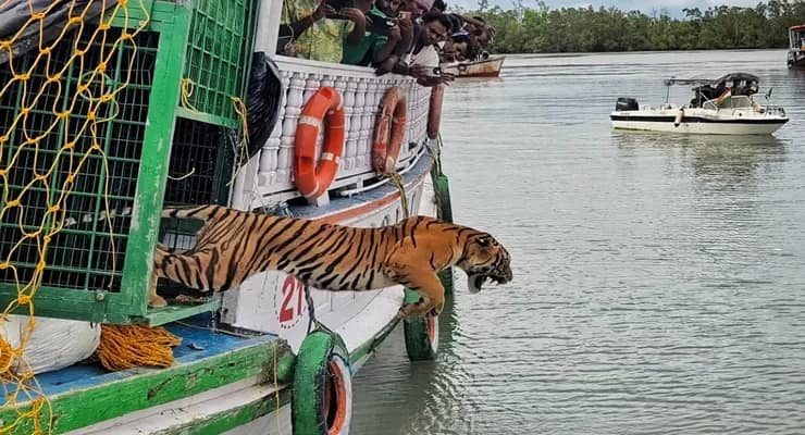 কুলতলিতে খাঁচায় ধরা পড়েছিল বাঘ, রবিবার সুন্দরবন ব্যাঘ্র প্রকল্পের চামটা ৪ নম্বর জঙ্গলে সেটি ছাড়া হল