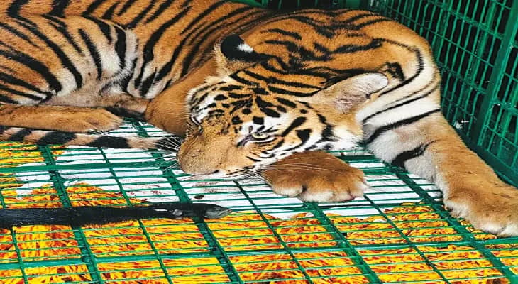 টিমটিমে আলো, বাঘের গর্জনে সিঁটিয়ে অতিথিরা, কুলতলির কুমিরপাড়া গ্রামে আতঙ্কের বউভাত, রাতে খাঁচায় বন্দি দক্ষিণরায়