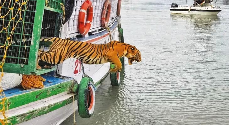 লোকালয় থেকে ৪৫ কিলোমিটার  দূরে ছাড়া হল কুলতলির বাঘকে, কোনও ঝুঁকি নিতে চাইছেন না বনদপ্তরের কর্তারা