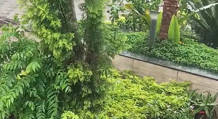 জলপাইগুড়িতে বৃষ্টি শুরু হল