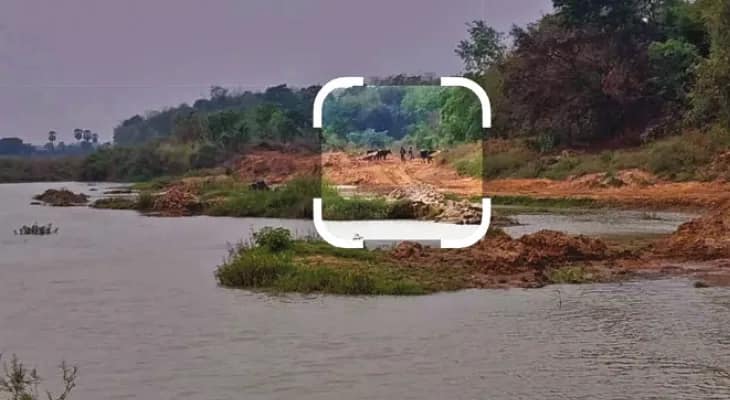 ভরতপুরে ডাম্পার, ট্রাক্টর নয়, গোরু ও মোষের গাড়িতে পাচার হচ্ছে বালি