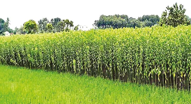 সীমান্তে মাথা তুলেছে পাটের জঙ্গল, শুরু পাচারের মরশুম, বাড়তি নজরদারি বিএসএফ ও পুলিসের