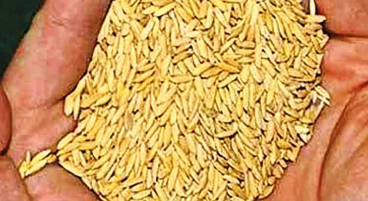 সার্টিফায়েড ধান বীজ বিক্রির উপর জোর