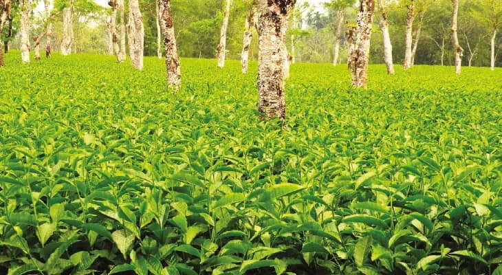 যুদ্ধের জেরে ইরানে রপ্তানি বন্ধ, দেশেও চায়ের চাহিদা নিম্নমুখী! জোড়াফলায় নিলামে কমছে দাম