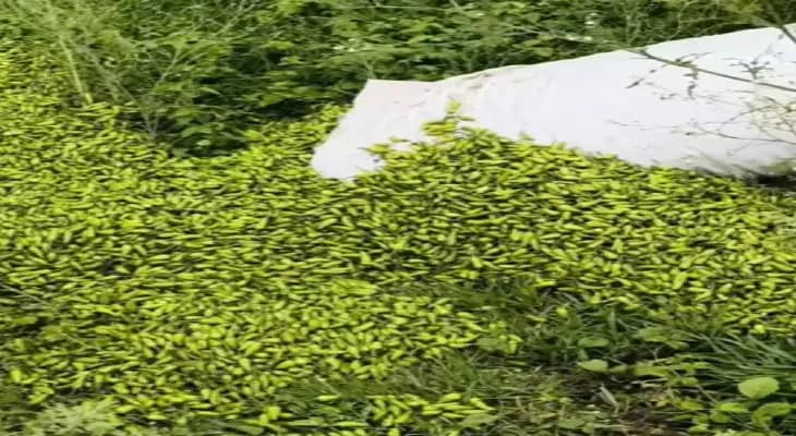 চার টাকা কেজি কাঁচালঙ্কা, মাথায় হাত তপনের চাষিদের