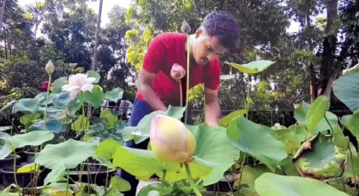 কংক্রিটের ছাদে রকমারি পদ্মচাষ করে স্বনির্ভর হচ্ছেন হাবড়ার অজয়