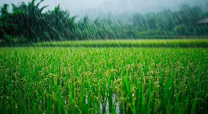 নিম্নচাপের বৃষ্টিতে বাঁকুড়ায় ১৬ কোটি টাকার ক্ষয়ক্ষতি