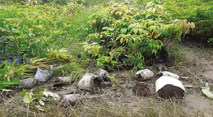 বুনো শুয়োরের হানায় বিপাকে উলুবেড়িয়া, নষ্ট হয়ে যাচ্ছে ফসল