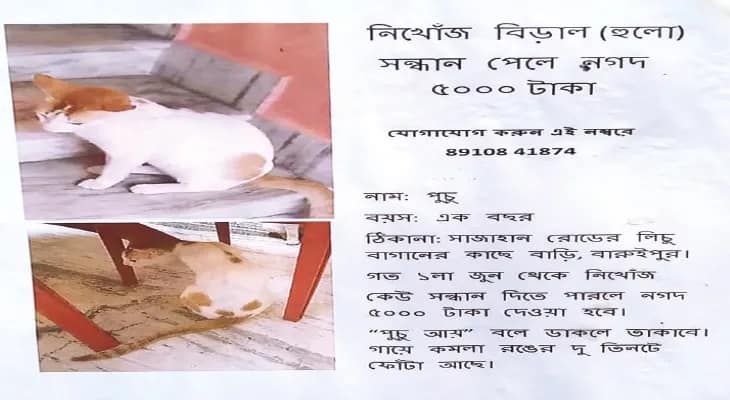 আদরের বিড়াল খুঁজে দিলে কড়কড়ে ৫ হাজার, বারুইপুরে পড়ল পোস্টার