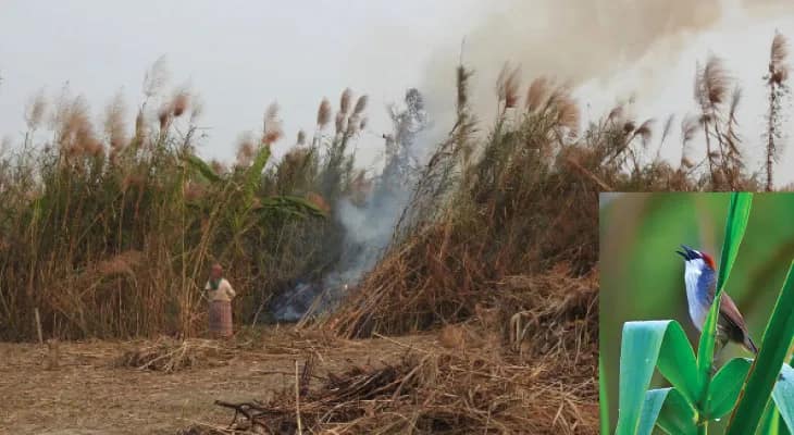 ক্রমশ কমছে ঘাসজমি, বাংলায় বিপন্ন লাল-টুপি ছাতারে পাখি, উদ্বেগের ছবি জুলজিক্যাল সার্ভে অব ইন্ডিয়ার গবেষণায়