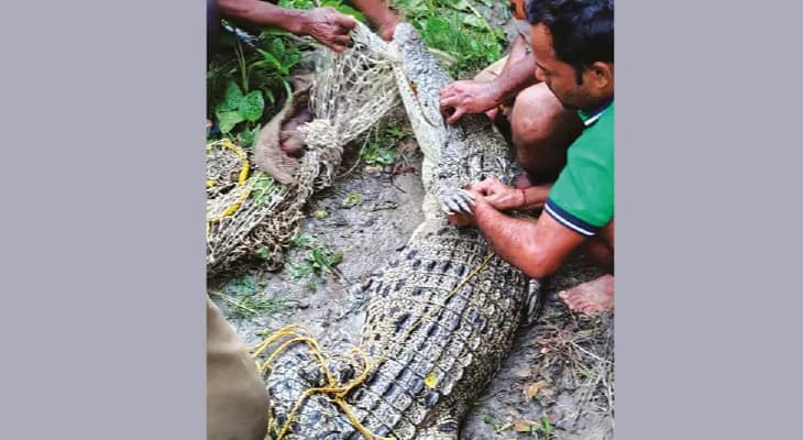 পাথরপ্রতিমার পুকুরে ফের  মিলল কুমির, আতঙ্ক গ্রামে