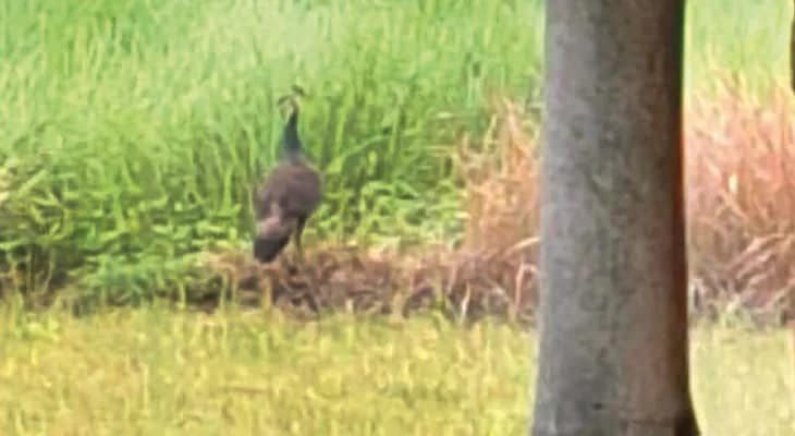 কেতুগ্রামে গ্রামের মাঠে ঘুরে বেড়াচ্ছে ময়ূর, চোরা শিকার রুখতে পাহারায় বনদপ্তর