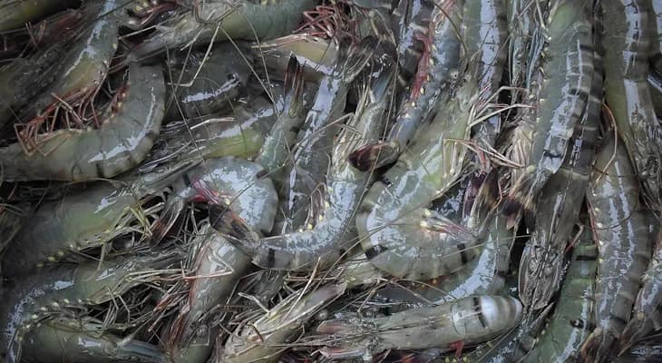 চিংড়ির মড়ক রোধে নয়া প্রজাতির ব্যাকটেরিওফাজের সন্ধান, গবেষণায় সাফল্য মেদিনীপুর সিটি কলেজের