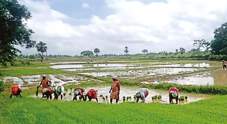 ভালো বৃষ্টিতে বীজতলা তৈরিতে সুবিধা বাঁকুড়ায়