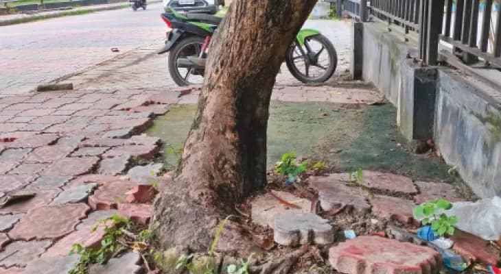 পেভার ব্লকে ঢেকে দেওয়ায় শ’খানেক গাছের ভবিষ্যৎ নিয়ে প্রশ্ন ডুমুরজলায়