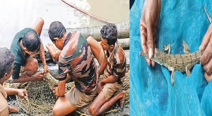 পাথরপ্রতিমায় গৃহস্থের পুকুরে বিশালাকৃতির কুমির, আতঙ্ক