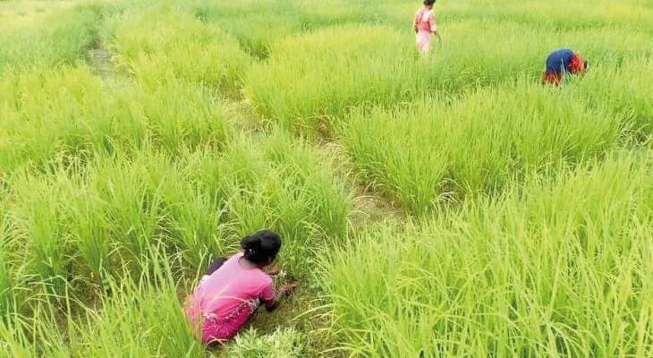 দু’হাজার বিঘা জমিতে গোবিন্দভোগের চাষ