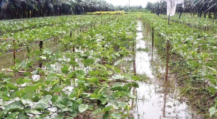 বৃষ্টিতে নদীয়ায় সব্জি চাষে ক্ষতির আশঙ্কা