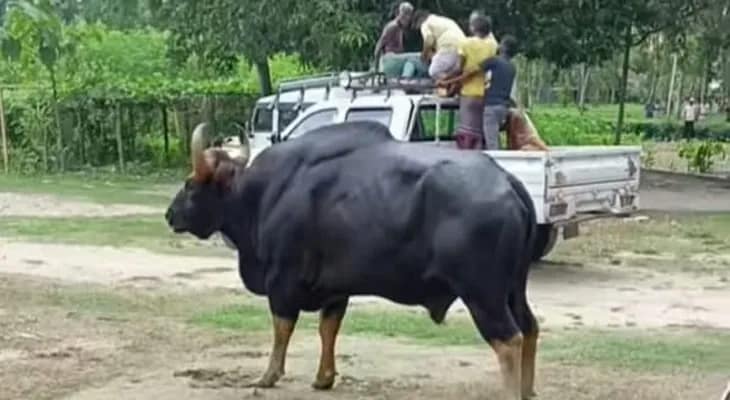 ময়নাগুড়ির সাপটিবাড়ির দু’টি গ্রাম পঞ্চায়েত এলাকায় বাইসনের হামলা, আহত পাঁচ জন