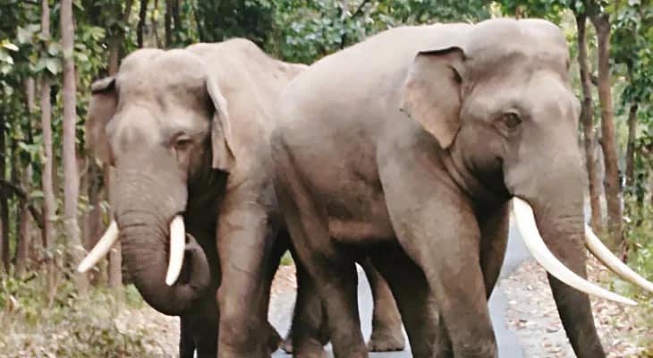 পালস পাওয়ার ফেন্সিংয়ে ঘিরবে গিধনির ৪ হাজার হেক্টর বনাঞ্চল