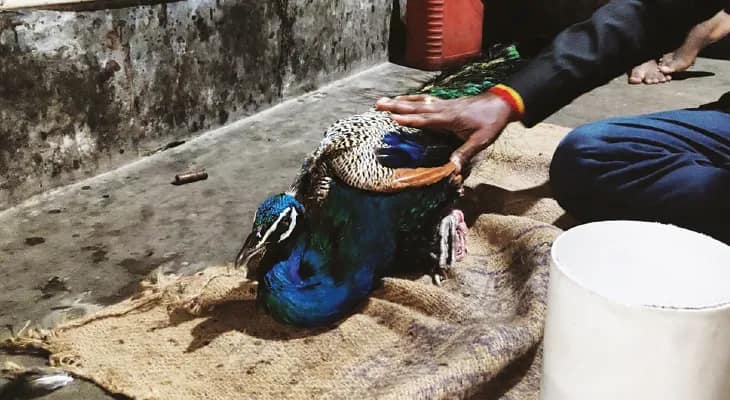 বিষে আক্রান্ত ময়ূরকে আক্রমণ কুকুরের
